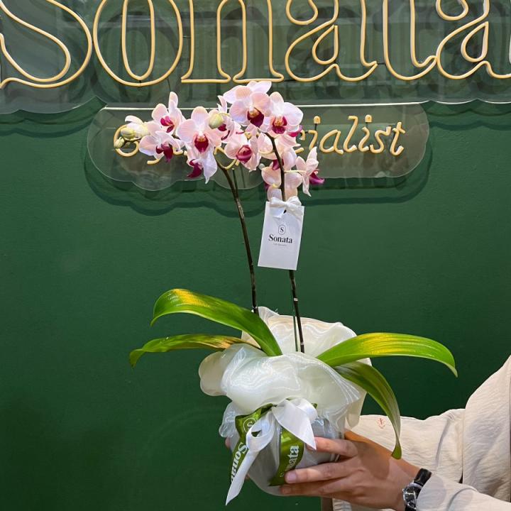 Hampers Buket Bunga Segar Ramadhan - Anggrek Cantik | Cocok untuk Hantaran Jakarta, Tangerang & Banten